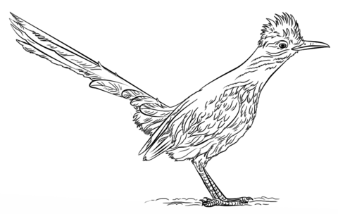 Greater Roadrunner Coloring Page